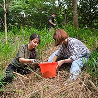 girls picking tree leaves